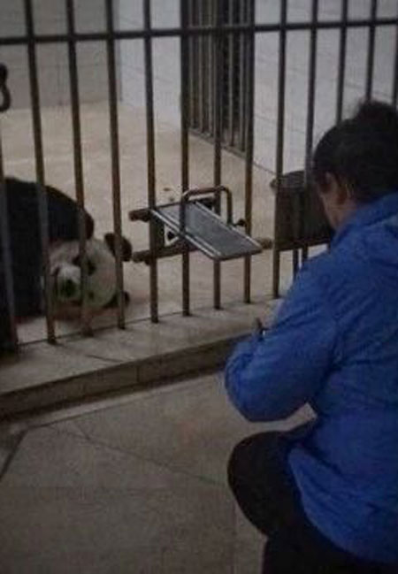 Nighttime Visit to the Pandas