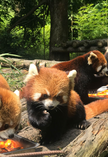 Feel the group of playful red pandas surrounding you