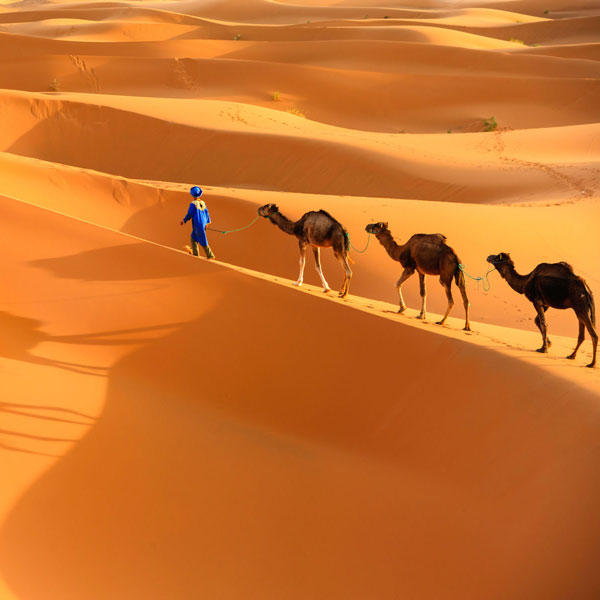 Camel ride in the Sahara Desert
